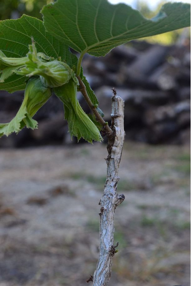 Tek Ağaç Sistemi Sertifikalı Corylus Colurna Aşılı Fındık Fidanı Tüplü Verime Hazır 30-45 Cm - 1