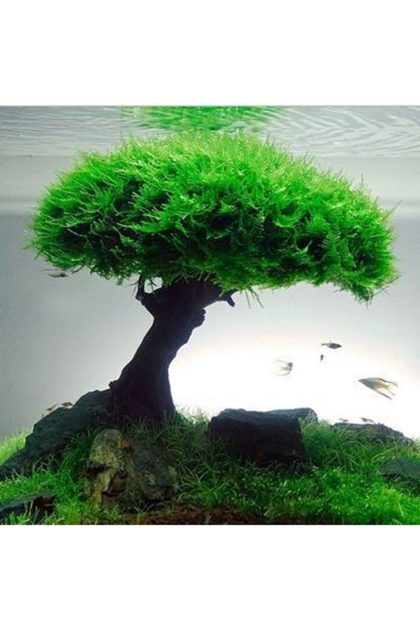 10 Adet Moss Ağacı,moss Tree Bitkisi, Canlı Bitki Tohumu - 1