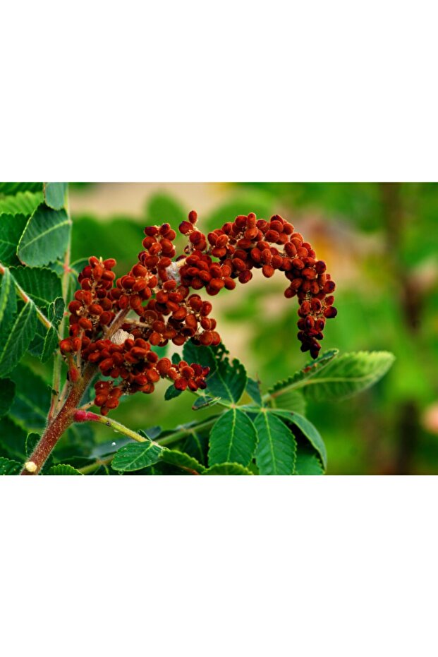 Köy Sumağı 1 Kg - 2