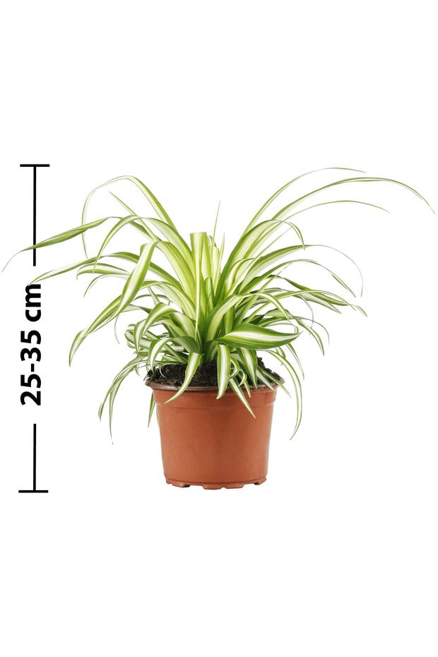 Kurdele Çiçeği - 2