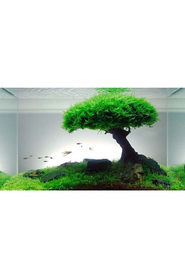 10 Adet Moss Ağacı,moss Tree Bitkisi, Canlı Bitki Tohumu - 2