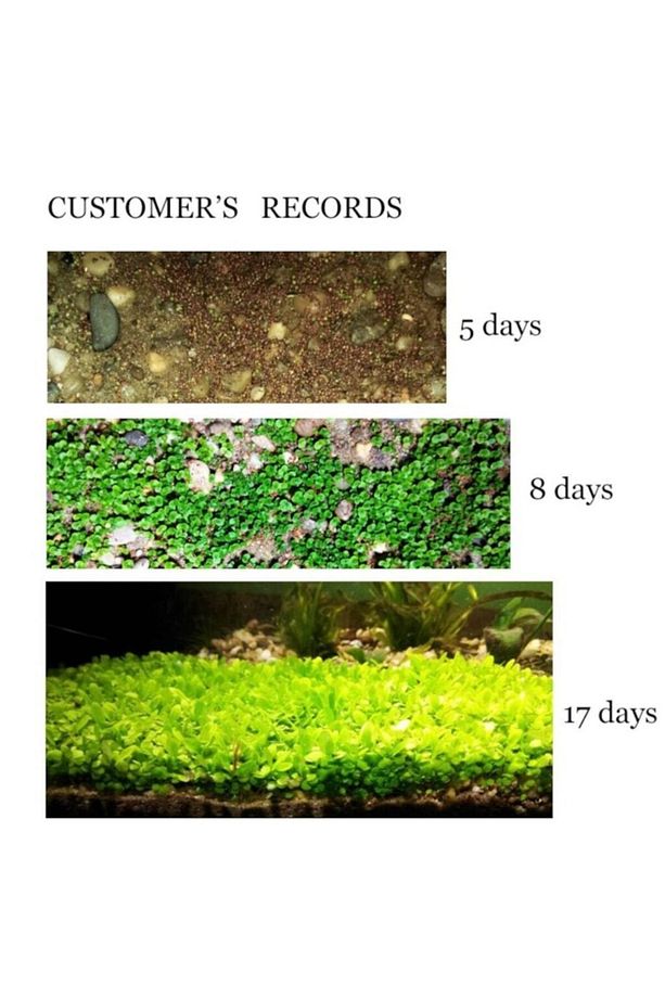 10 Adet Moss Ağacı,moss Tree Bitkisi, Canlı Bitki Tohumu - 3