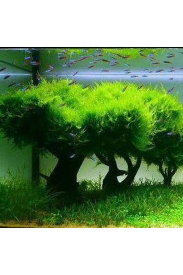10 Adet Moss Ağacı,moss Tree Bitkisi, Canlı Bitki Tohumu - 4