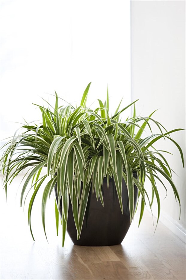 Kurdele Çiçeği - 1