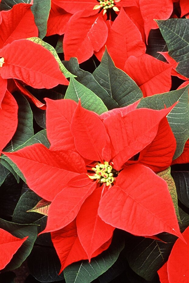 Atatürk Çiçeği - 2