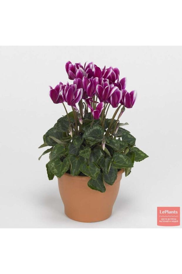 Canlı Sıklamen - 1