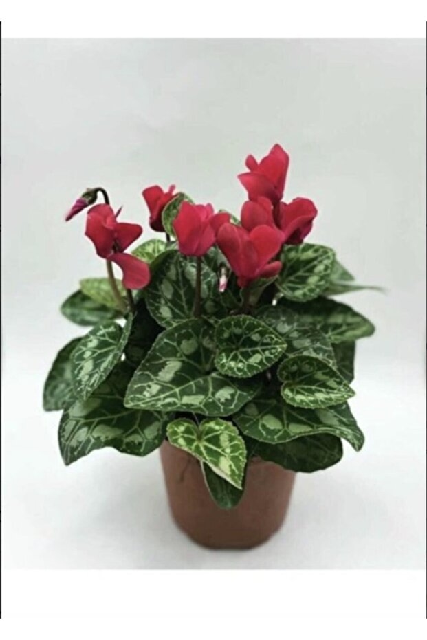 Canlı Sıklamen - 1