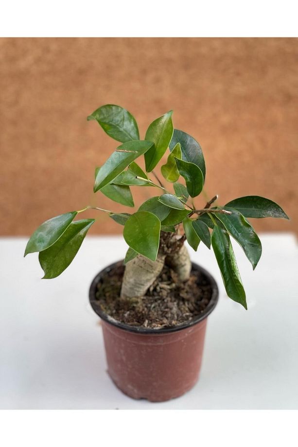 Bonsai Ficus Ginseng - 2