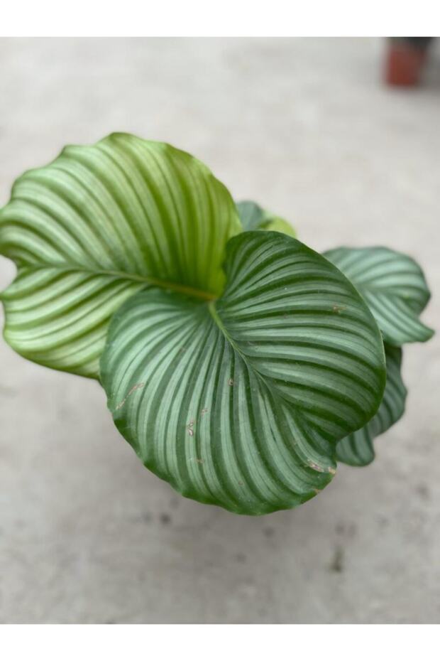 Calathea Orbifolia - Ev Ve Ofis Bitkisi - Dua Çiçeği - 2