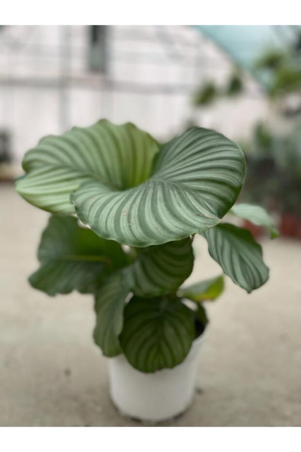 Calathea Orbifolia - Ev Ve Ofis Bitkisi - Dua Çiçeği - 1