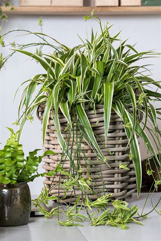 Kurdele Çiçeği - 5