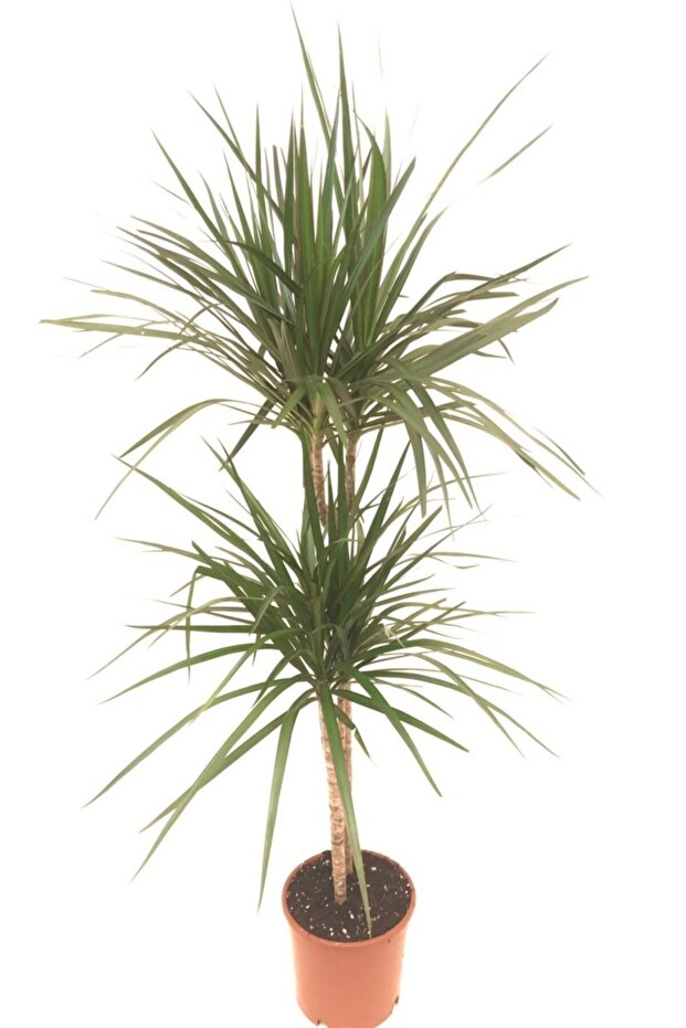 Dracena Marginata 2 Li - 1