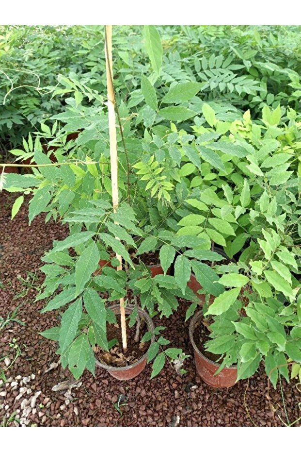 Mor Salkım 50-70 Cm - 5