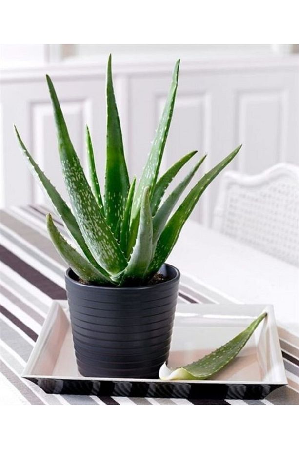 Alovera Fidanı Sarı Sabır 20 cm - 2
