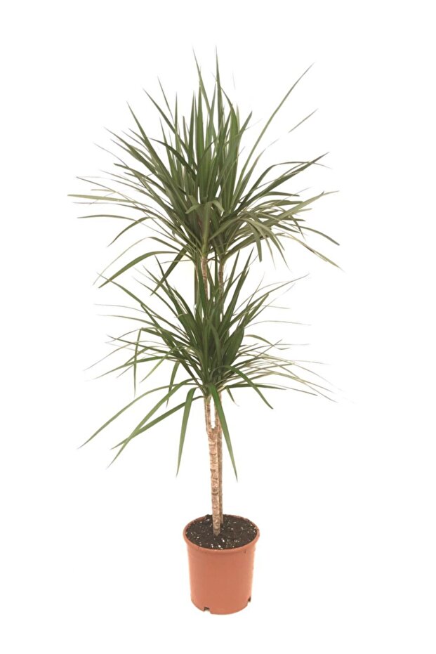 Dracena Marginata 2 Li - 2