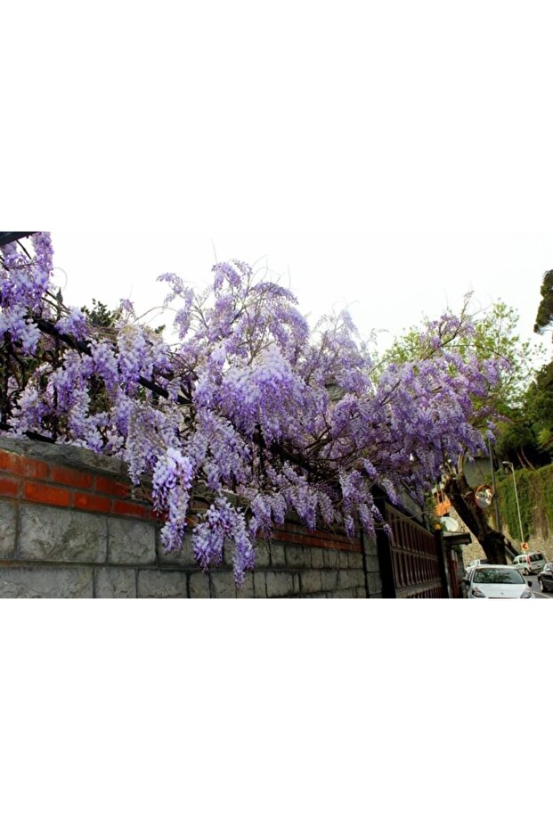 Mor Salkım 50-70 Cm - 2