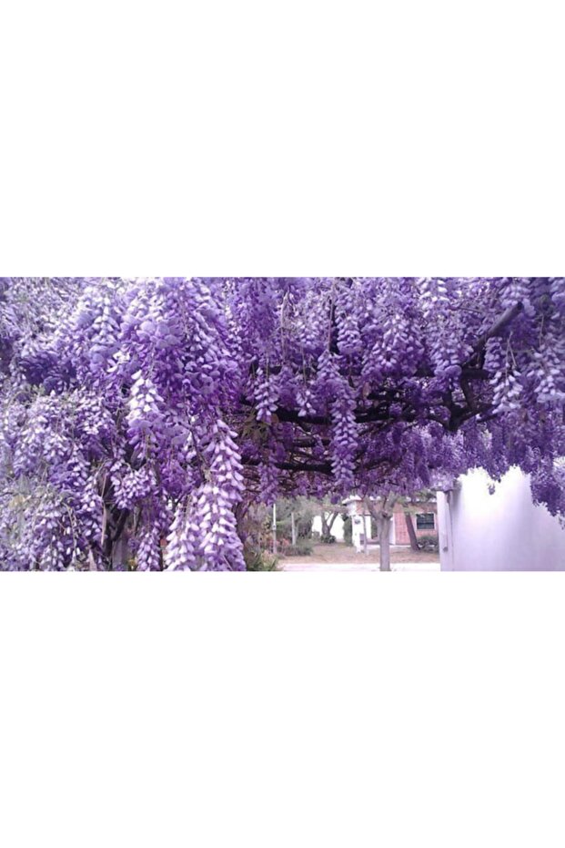 Mor Salkım 50-70 Cm - 3