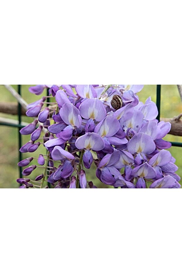 Mor Salkım 50-70 Cm - 4