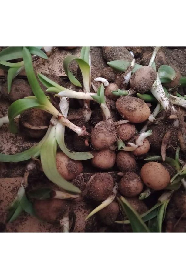 Salep Fidesi 55 Adet Orkide Sahlep Orkide Orchis - 2