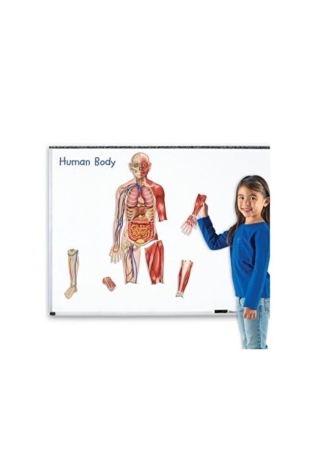 Double Sided Magnetic Human Body - 5