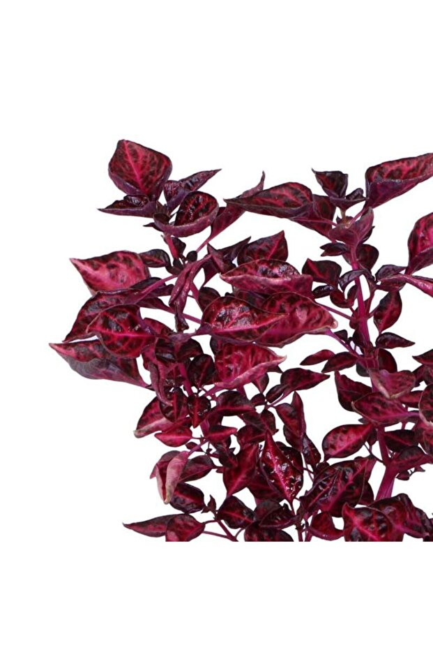 Çingene Şalvarı - 2