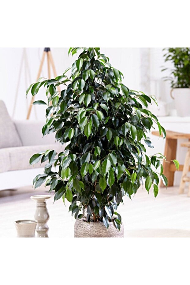 Benjamin Bitkisi 100cm Ficus Benjamina Iç Mekan Bitkisi Ev Bitkisi Salon Bitkisi - 1