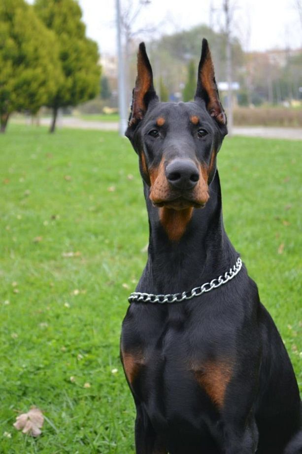 Köpek Kulak Kıkırdak Doku Yapı Desteği Glukozamin Kulak Dikleştirme - 3