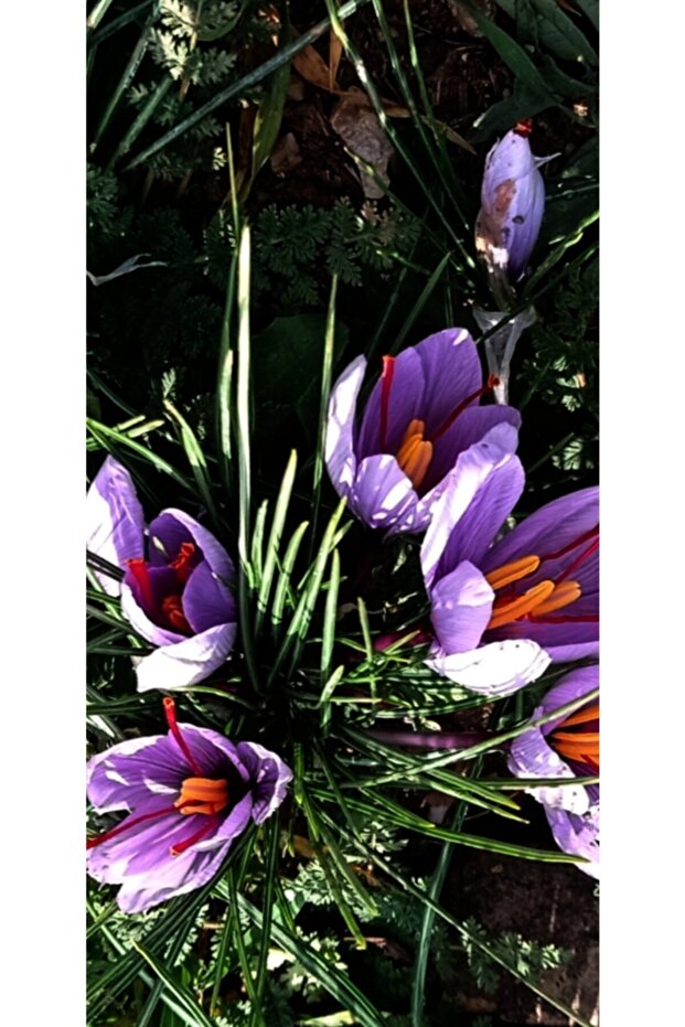 Çiçeği Soğanı 20 Ad - 1