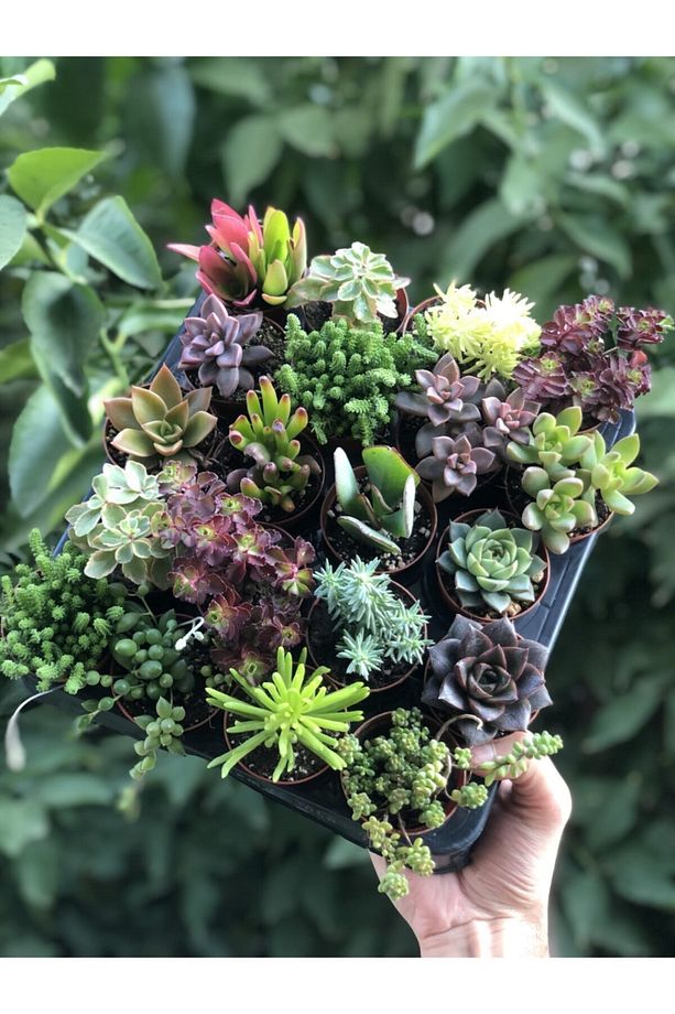 10 Adet Duble Sukulent Mix - 2