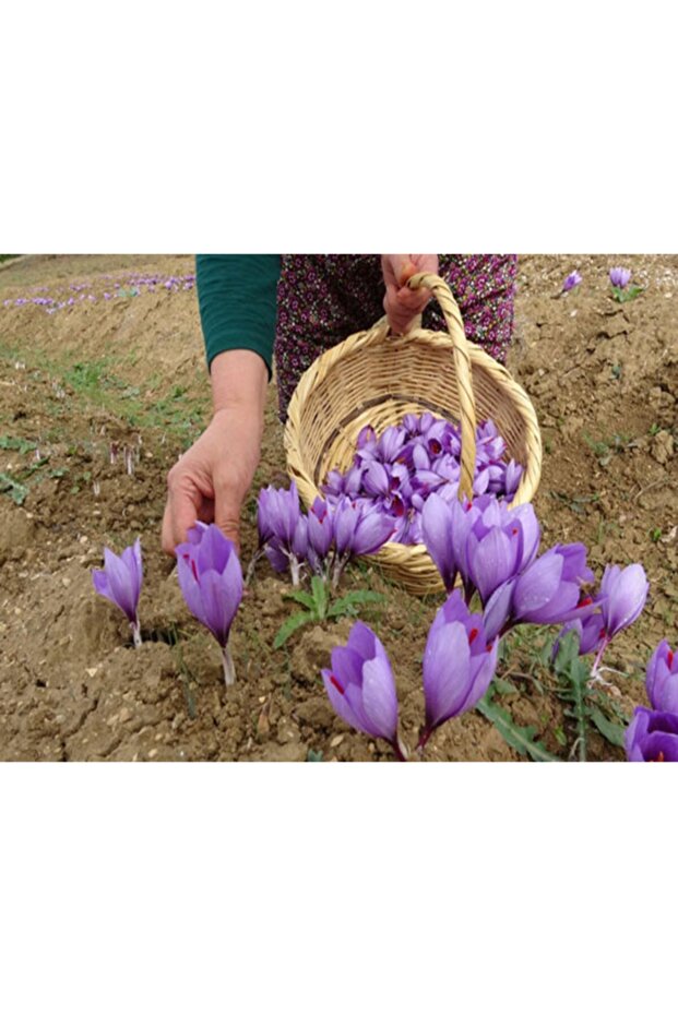 Çiçeği Soğanı 20 Ad - 2