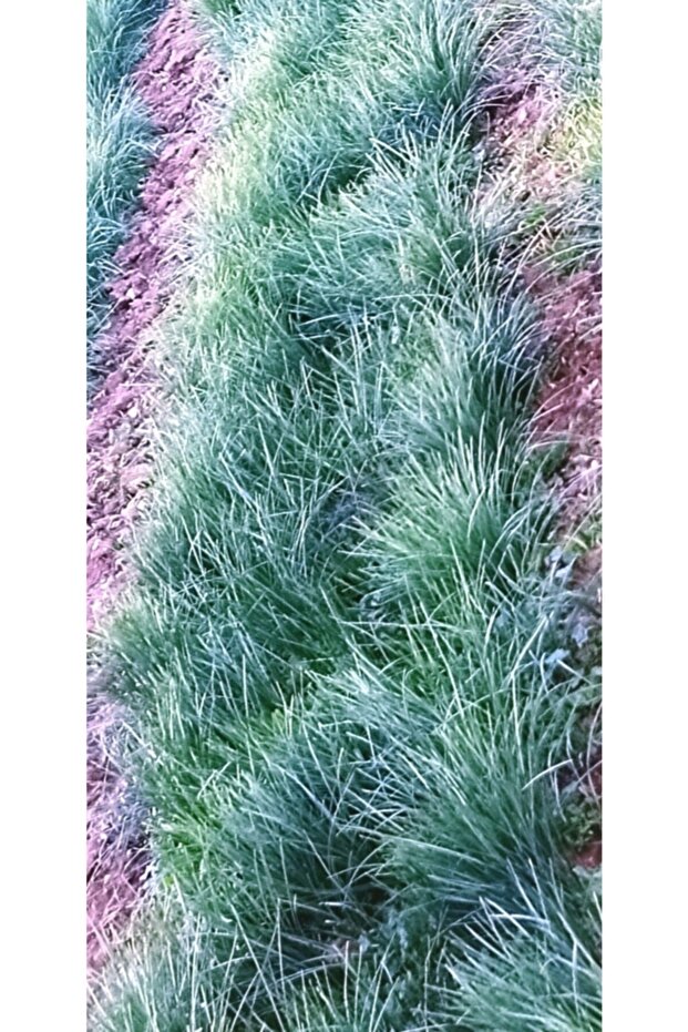 Çiçeği Soğanı 20 Ad - 3