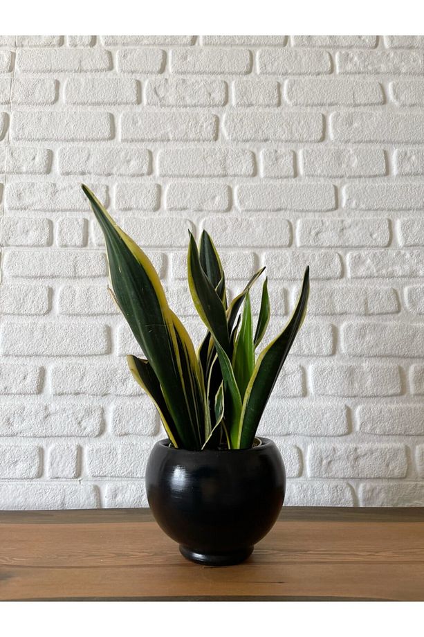 5litre Küre Saksı Tabaklı Yükseklik:16cm Çap:18cm Siyah - 1