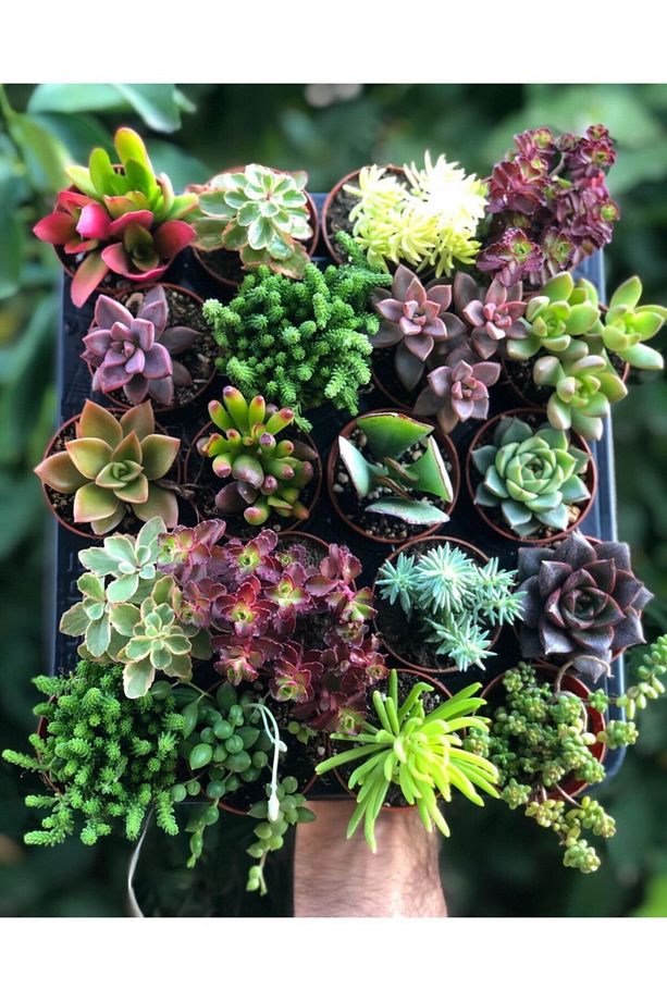 10 Adet Duble Sukulent Mix - 1