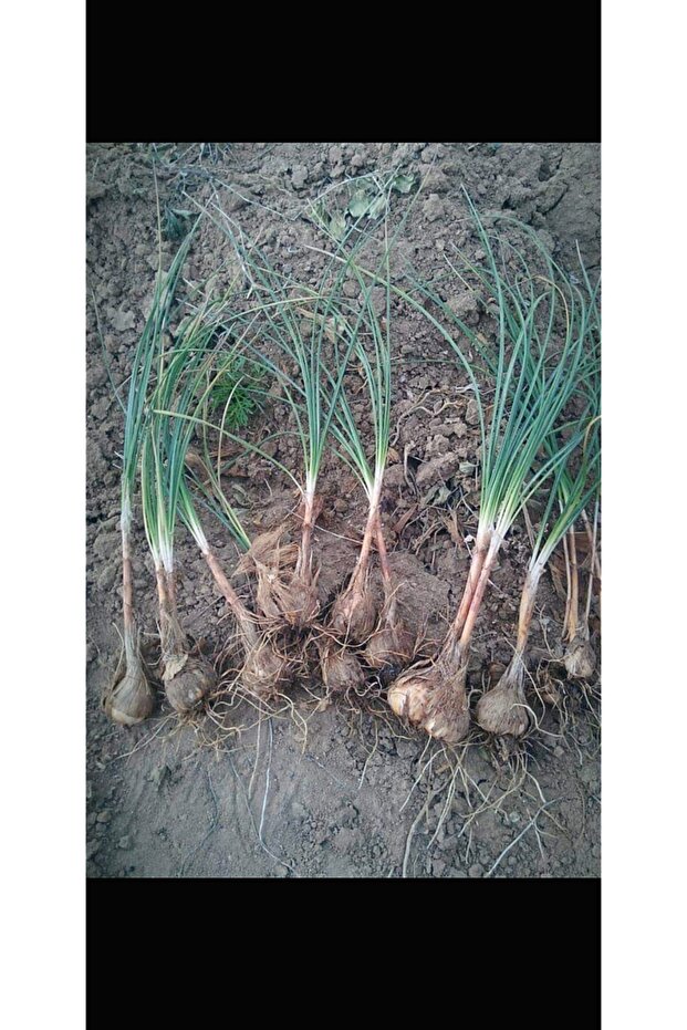 Çiçeği Soğanı 20 Ad - 4