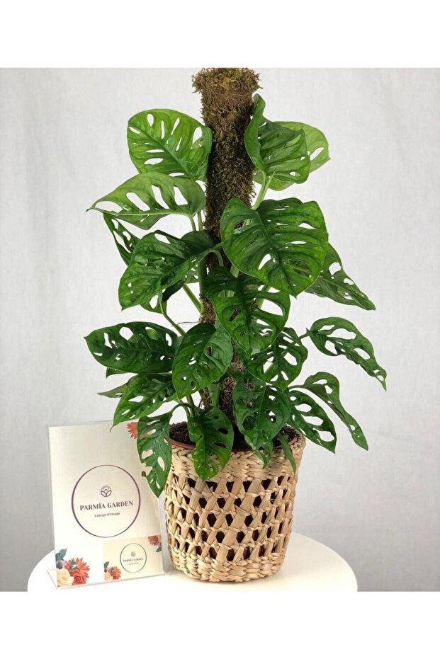 Monstera Monkey/deve Tabanı - 1