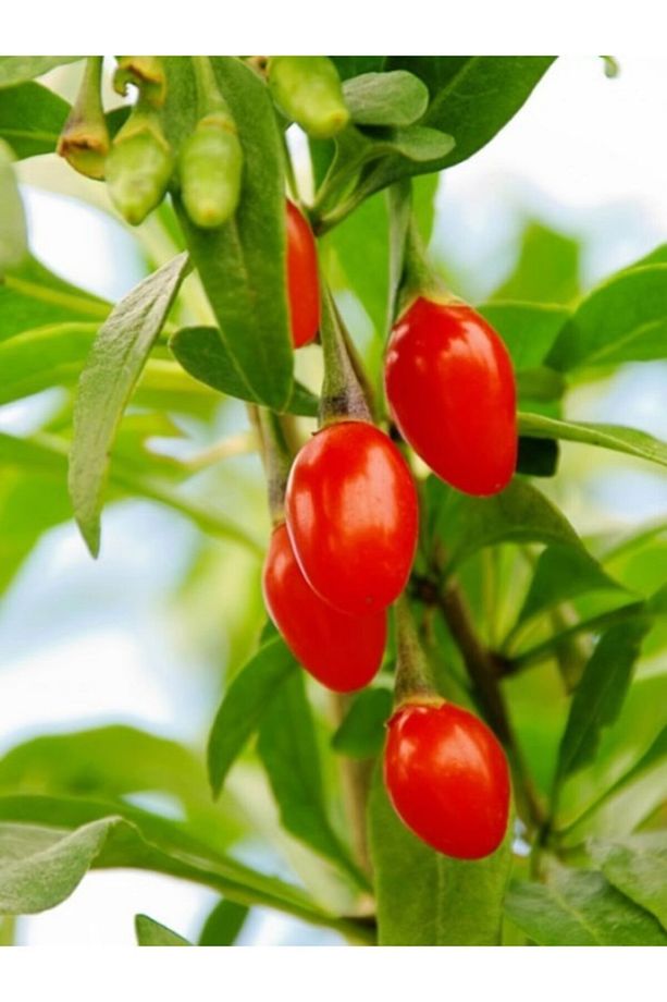 2 Adet Goji Berry Fidanı ( Damaye ) Tombul Meyve Tüplü 1 Yaş 12 Ay Dikebilirsiniz.... - 2