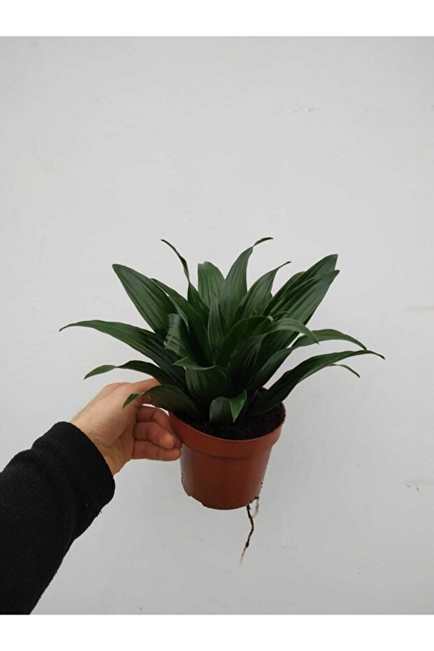 Dracana Compacta - 3