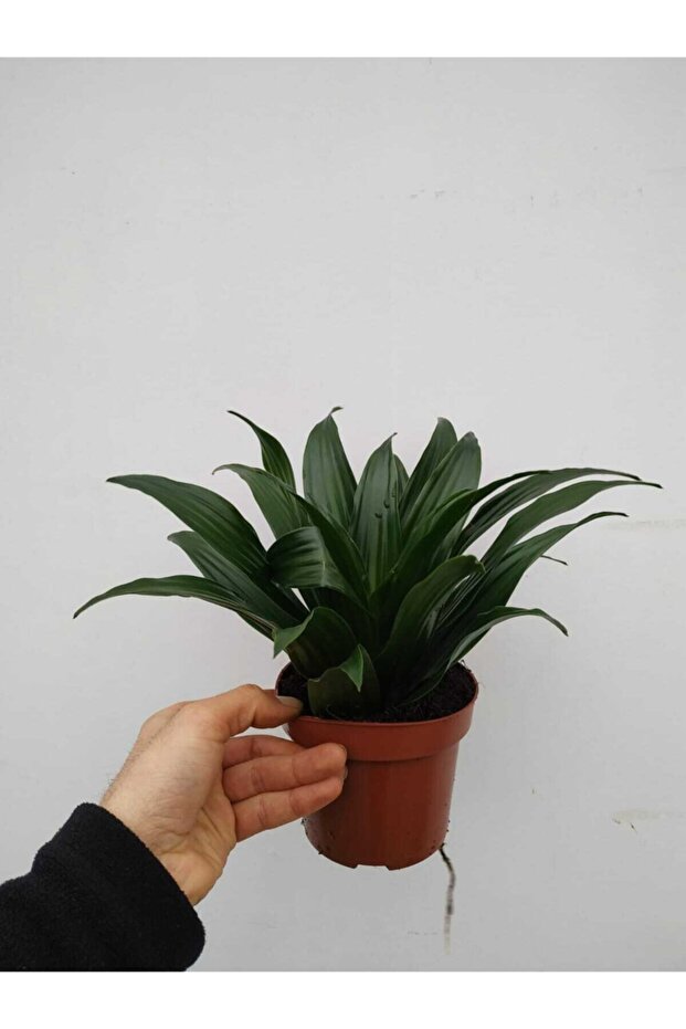 Dracana Compacta - 2