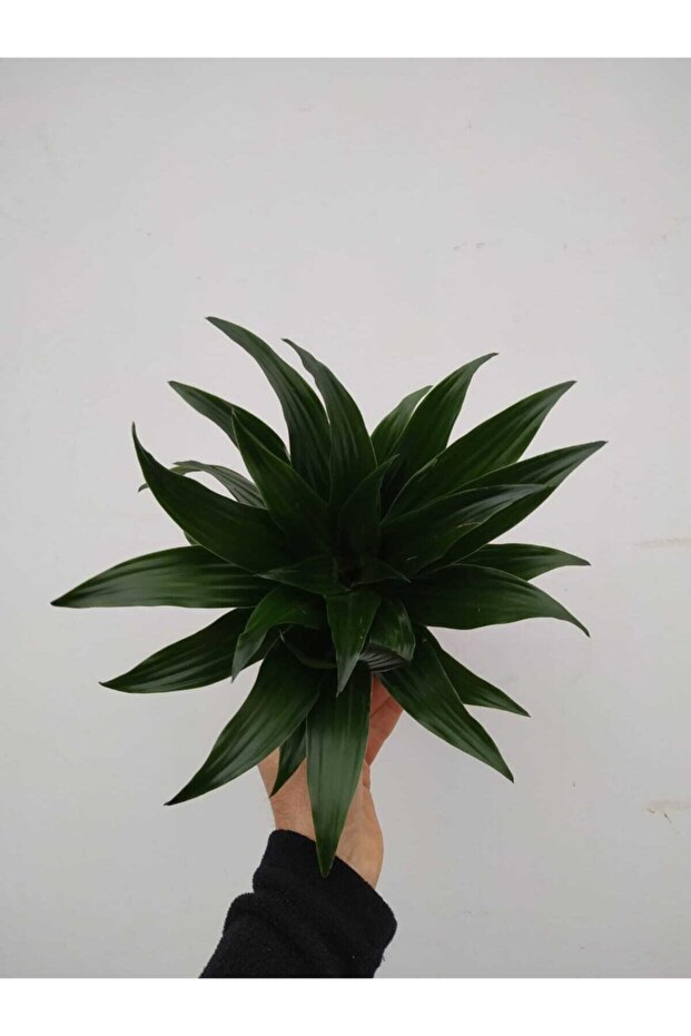 Dracana Compacta - 1