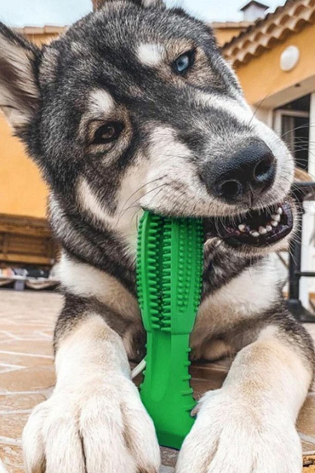 Köpek Diş Temizleyici Oyuncak Büyük - 1