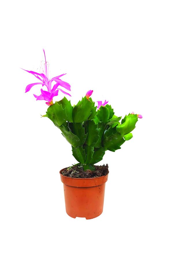Fuşya Yılbaşı Çiçeği (schlumbergera) Tomurcuklu Ve Çiçekli Iç Mekan Bitkisi - 1