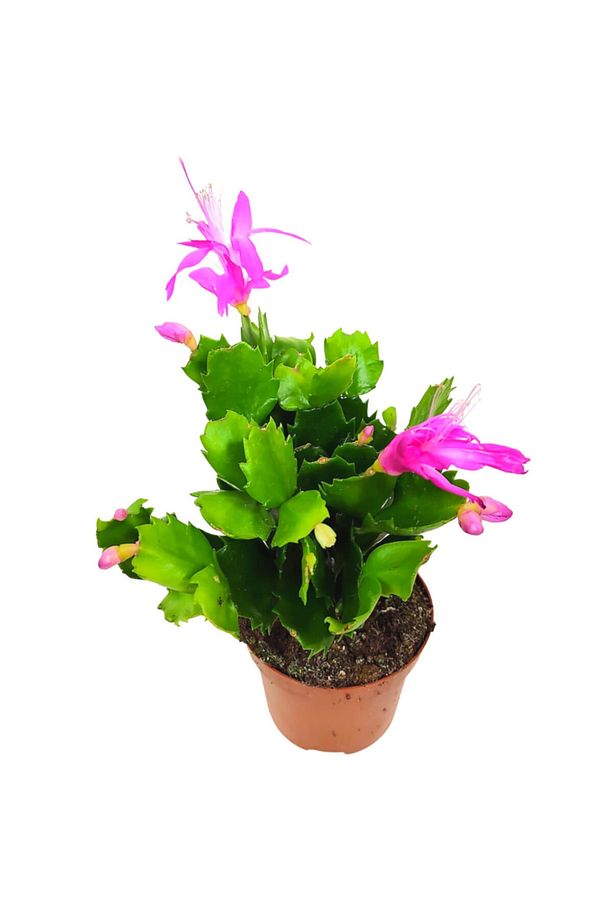 Fuşya Yılbaşı Çiçeği (schlumbergera) Tomurcuklu Ve Çiçekli Iç Mekan Bitkisi - 2