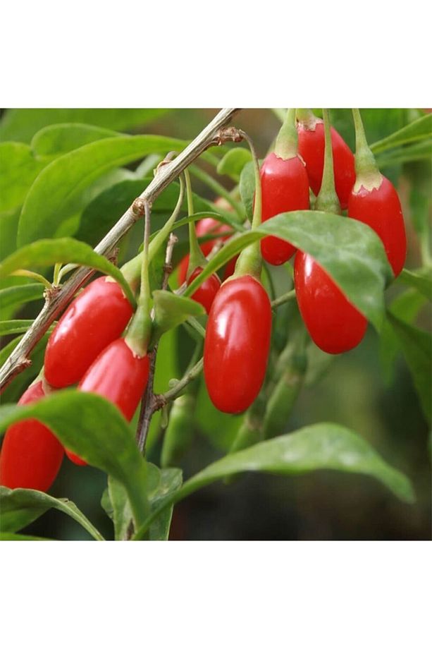 2 Adet Goji Berry Fidanı ( Nq7 ) Uzun Meyve Tüplü 1 Yaş 12 Ay Dikebilirsiniz.... - 4