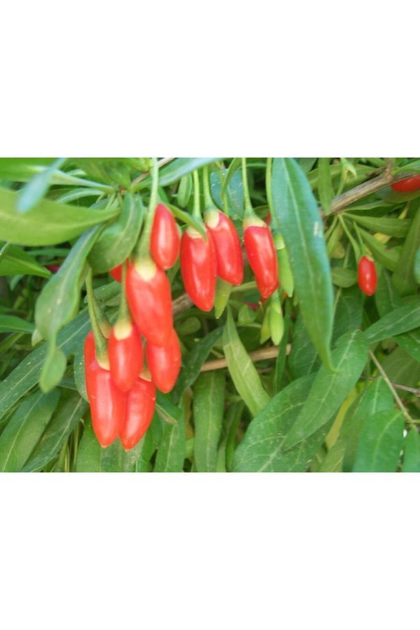 2 Adet Goji Berry Fidanı ( Nq7 ) Uzun Meyve Tüplü 1 Yaş 12 Ay Dikebilirsiniz.... - 5