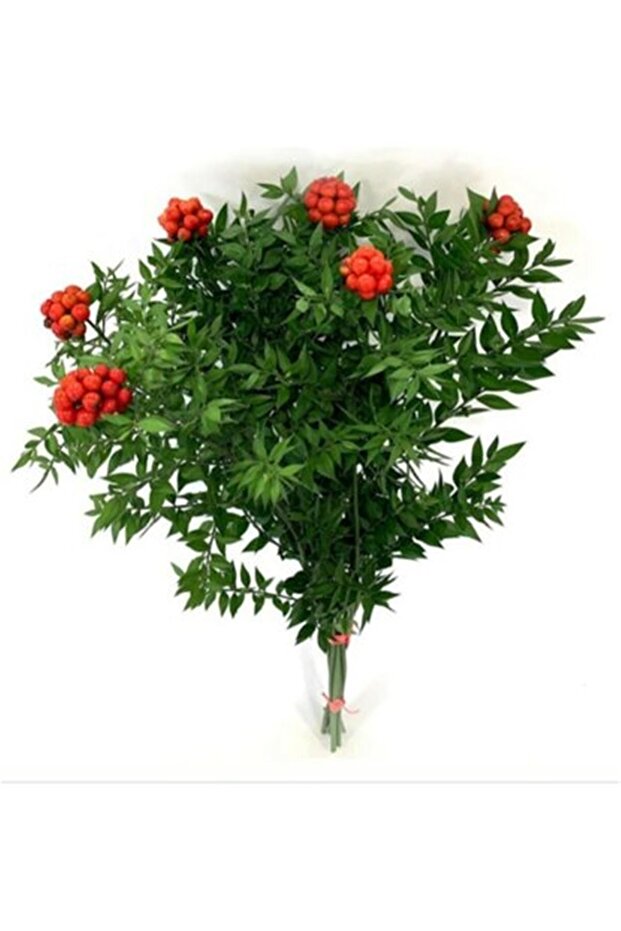 Yılbaşı Çiçeği - 1