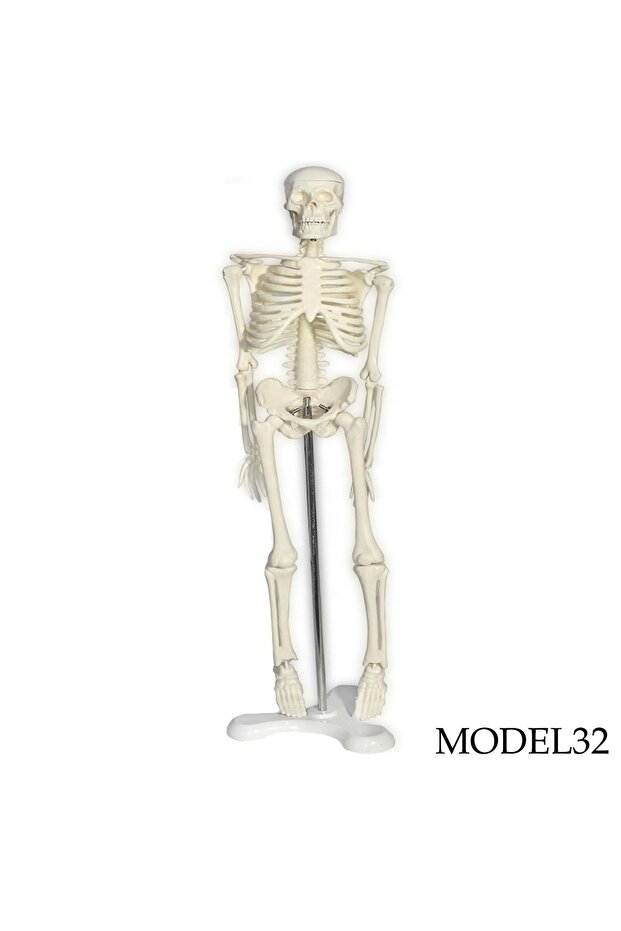 Tam Iskelet Maketi 45 Cm Model 32 - 1