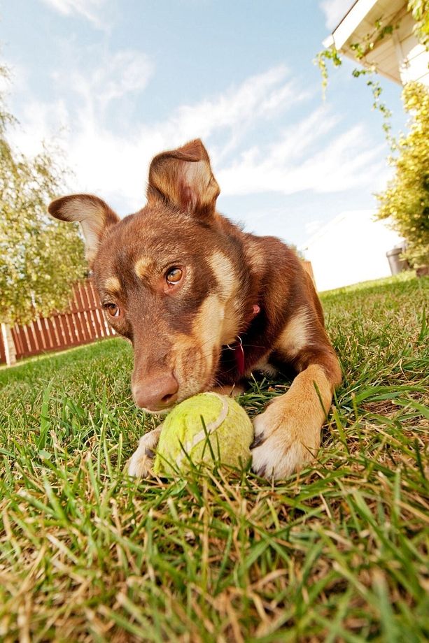 CLZ303  3lü Renkli Desenli Tenis Topu Kedi Köpek Oyuncağı - 6