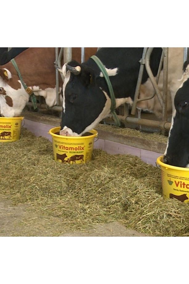 Vitamolix Ruminant Yalama Kovası 3 Kg (8-ADET) - 3