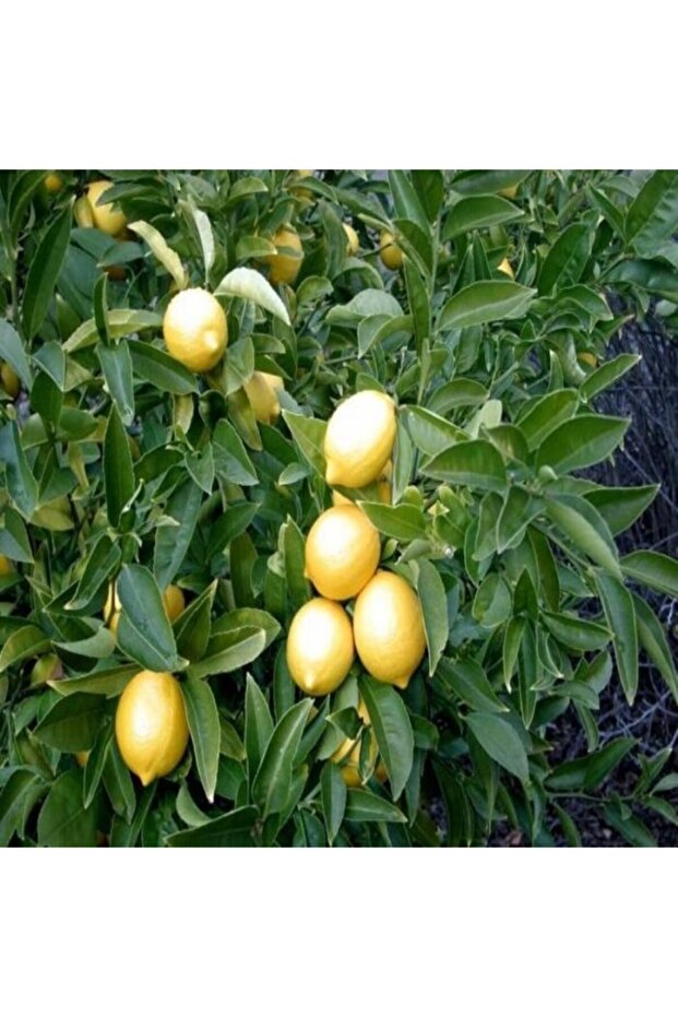 Yediveren Limon - 1