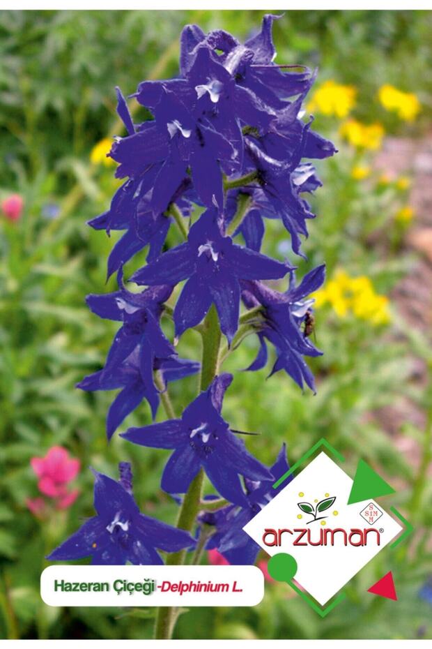 Hazeran (delphinium L.) Çiçek Tohumu 30 Adet - 1